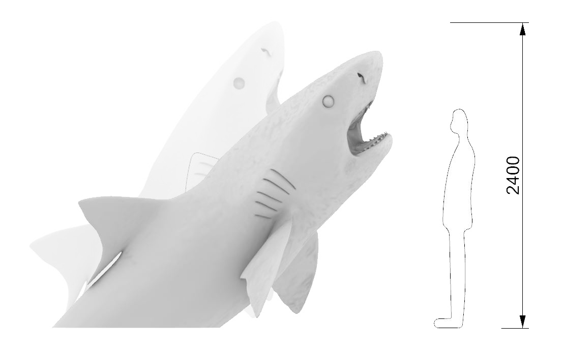 Tiger shark dimensions